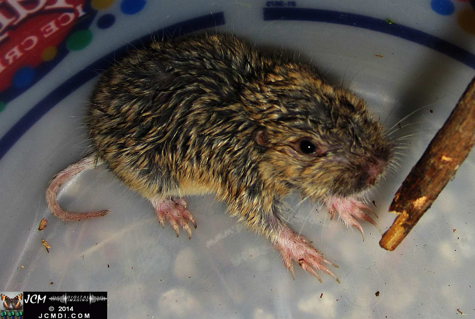 Pocket Gopher Catch and Release close-up